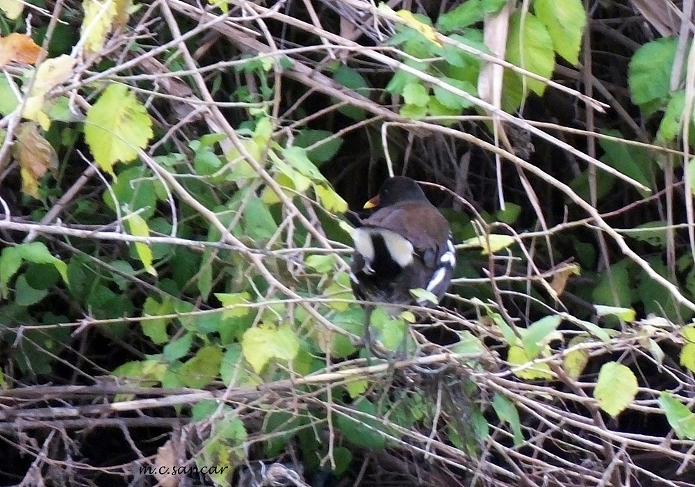 Common Moorhen