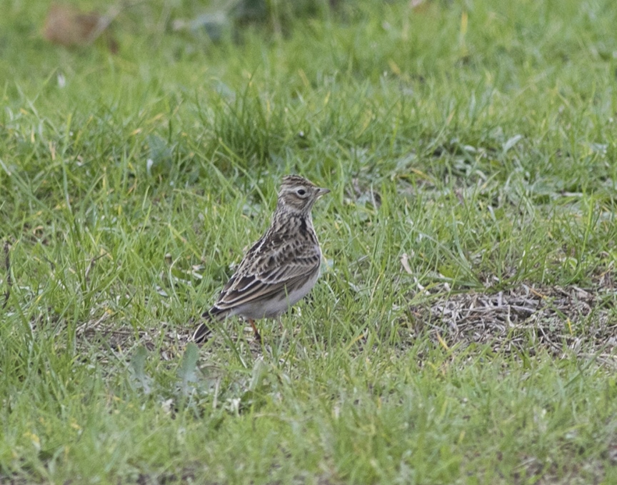 Eurasian Skylark