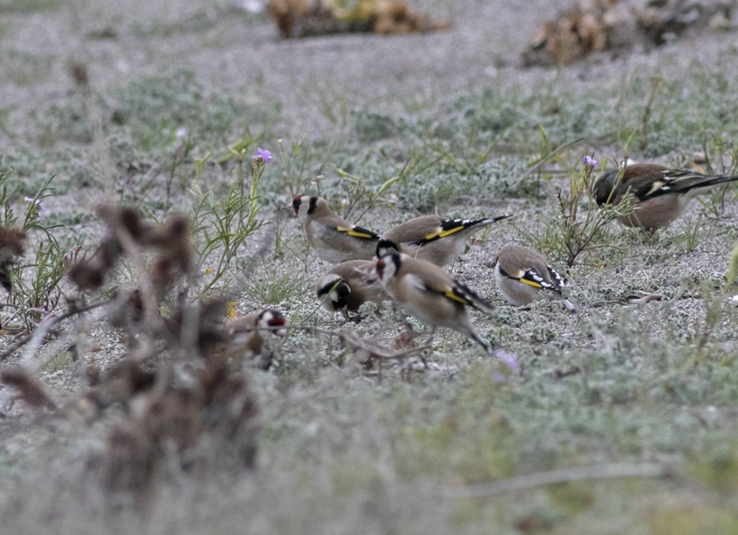 European Goldfinch