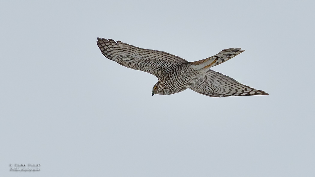 Eurasian Sparrowhawk