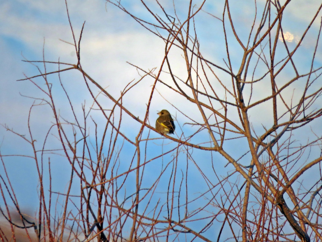 European Greenfinch