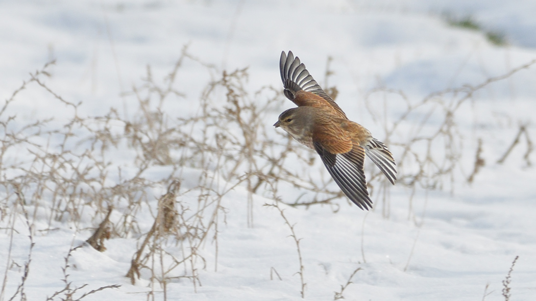 Common Linnet