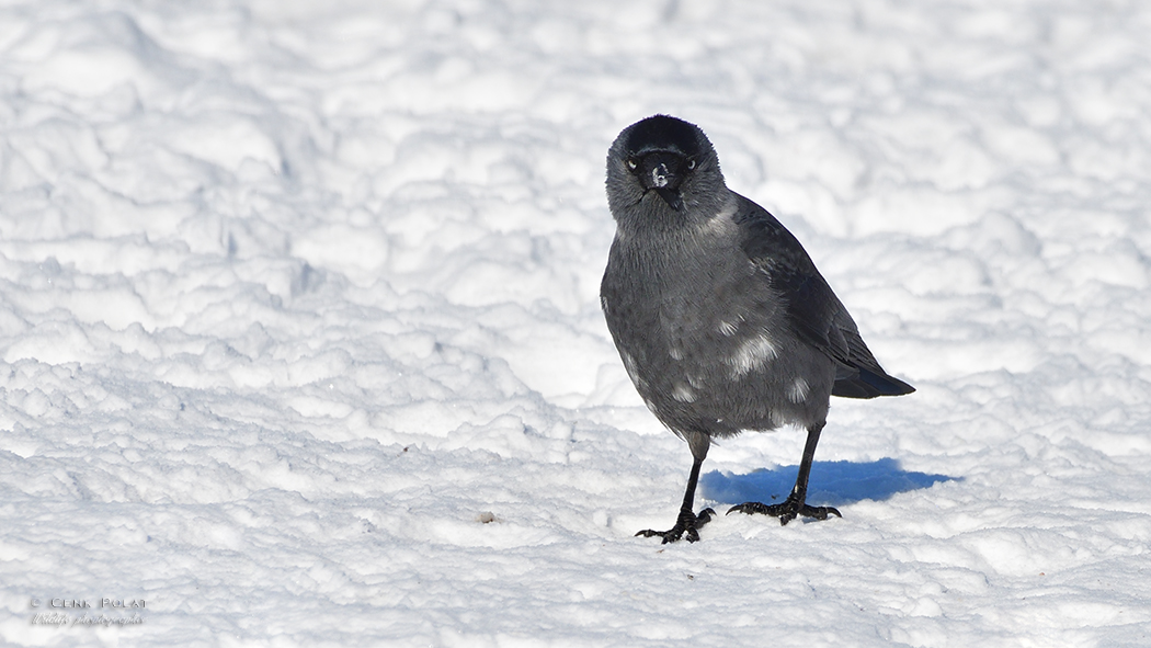 Western Jackdaw