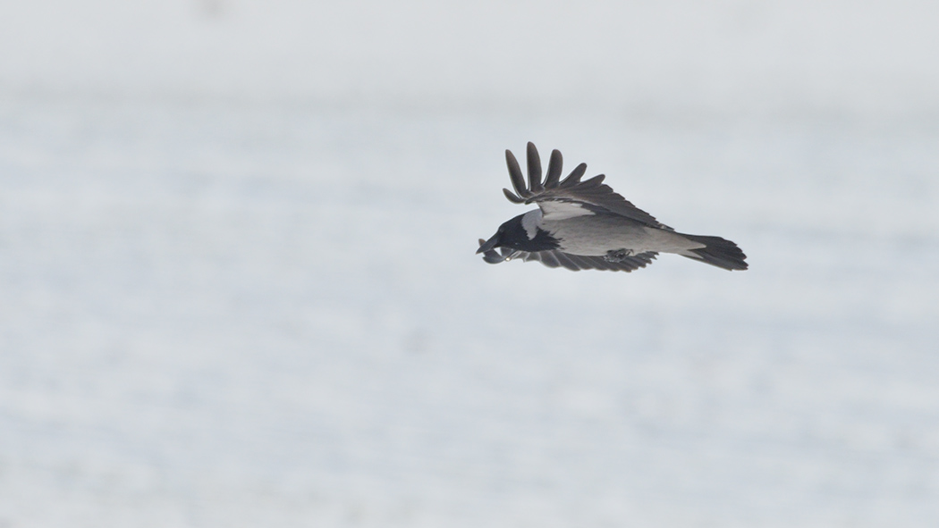 Hooded Crow