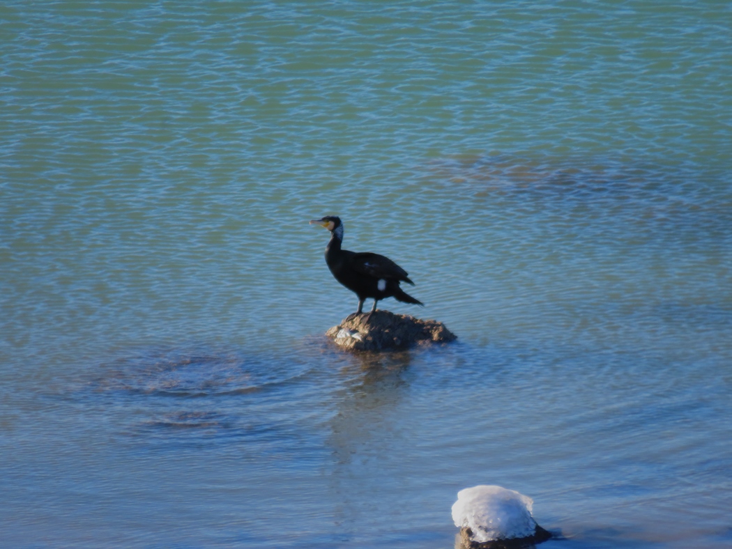 Great Cormorant