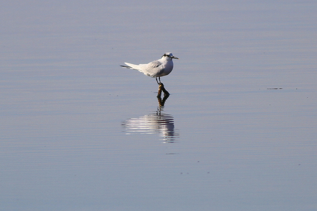 Sandwich Tern