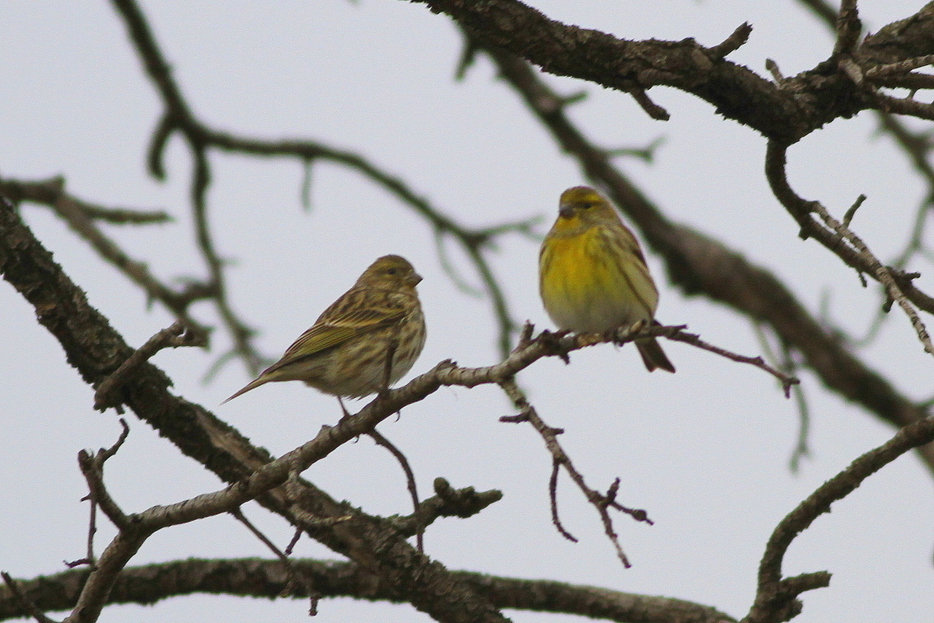 European Serin
