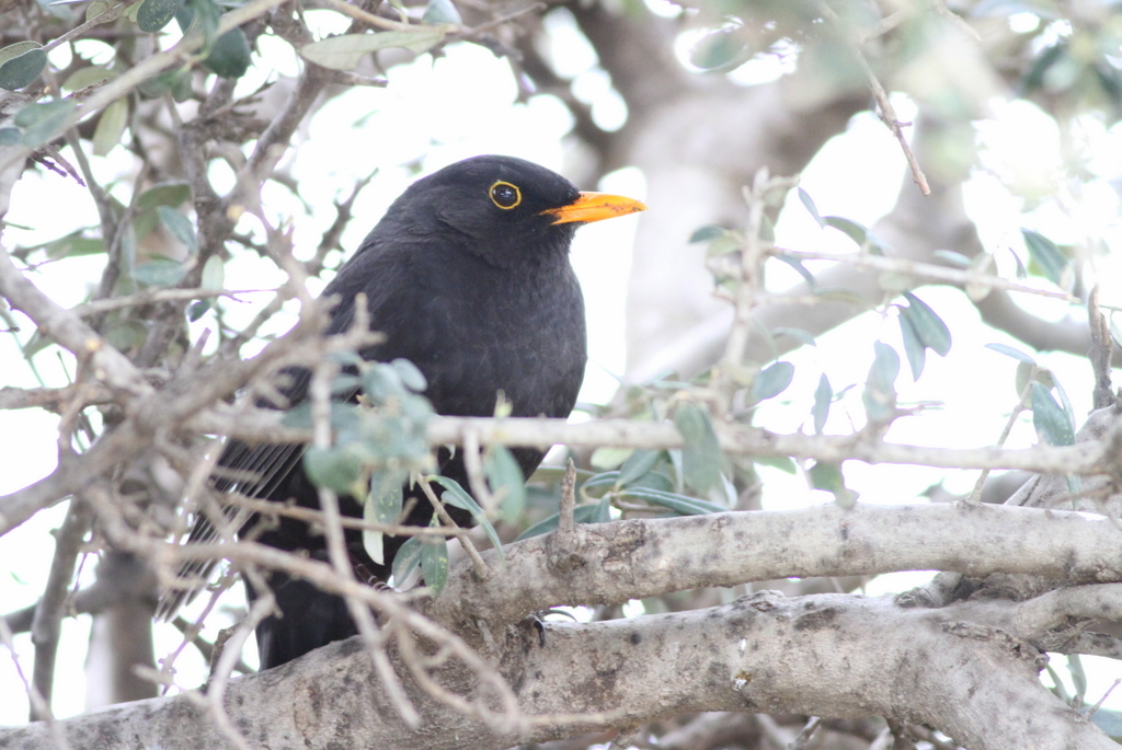 Common Blackbird