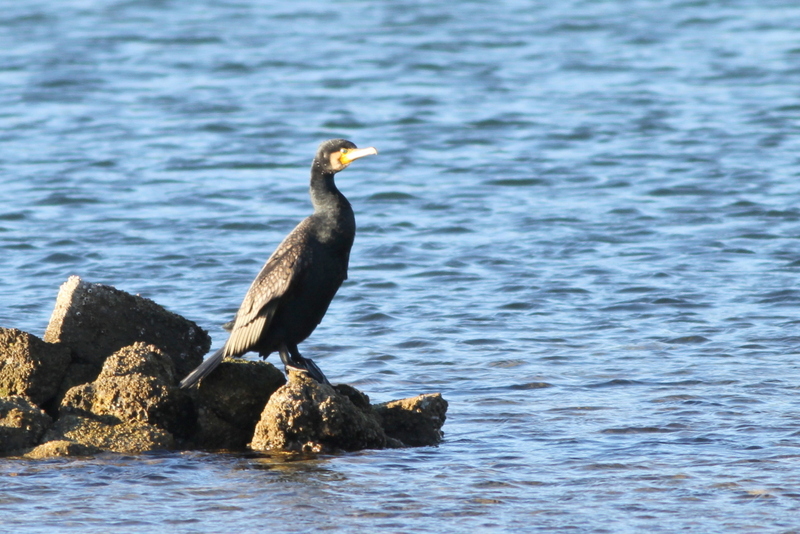 Great Cormorant