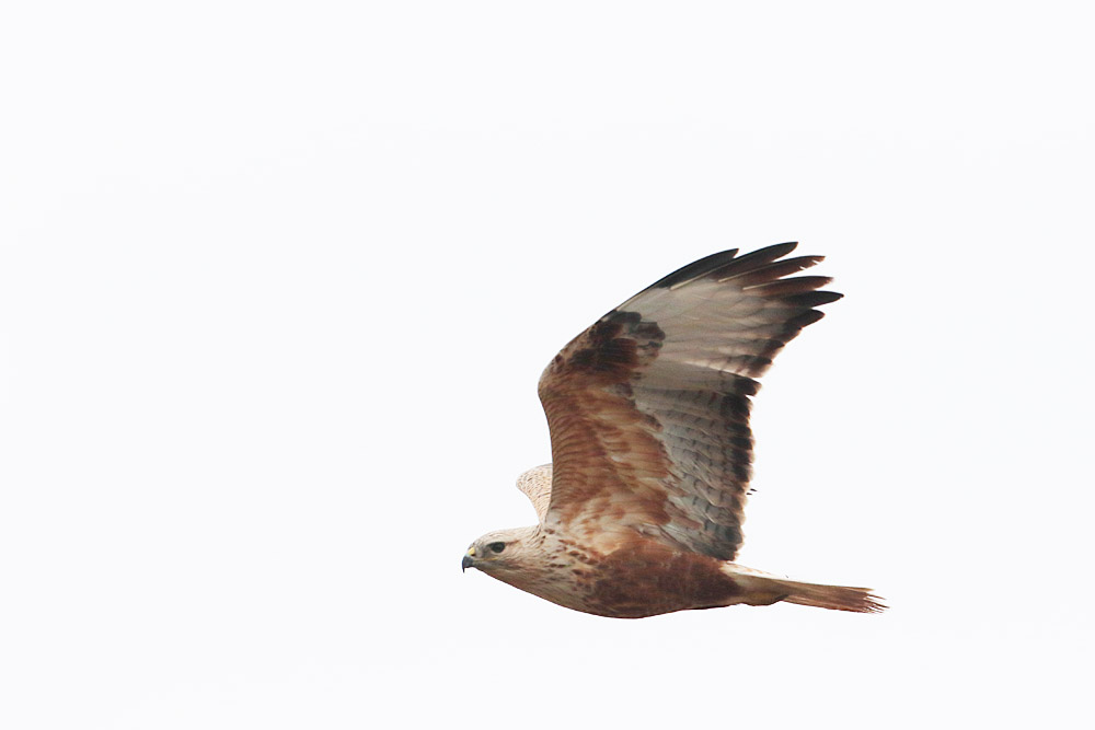 Long-legged Buzzard