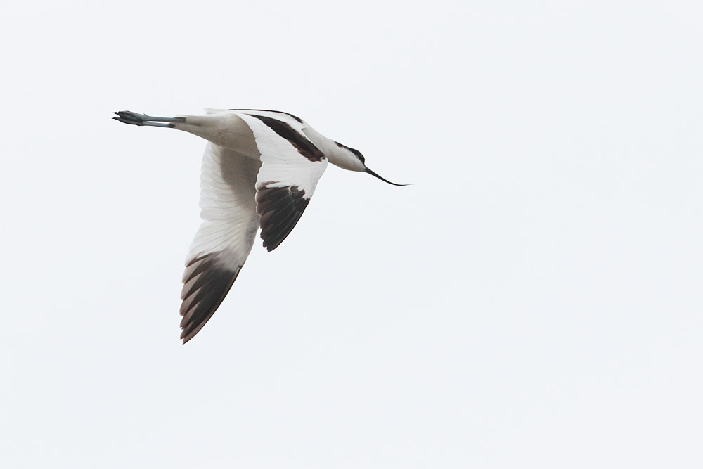 Pied Avocet