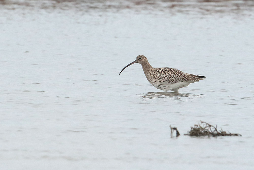 Eurasian Curlew