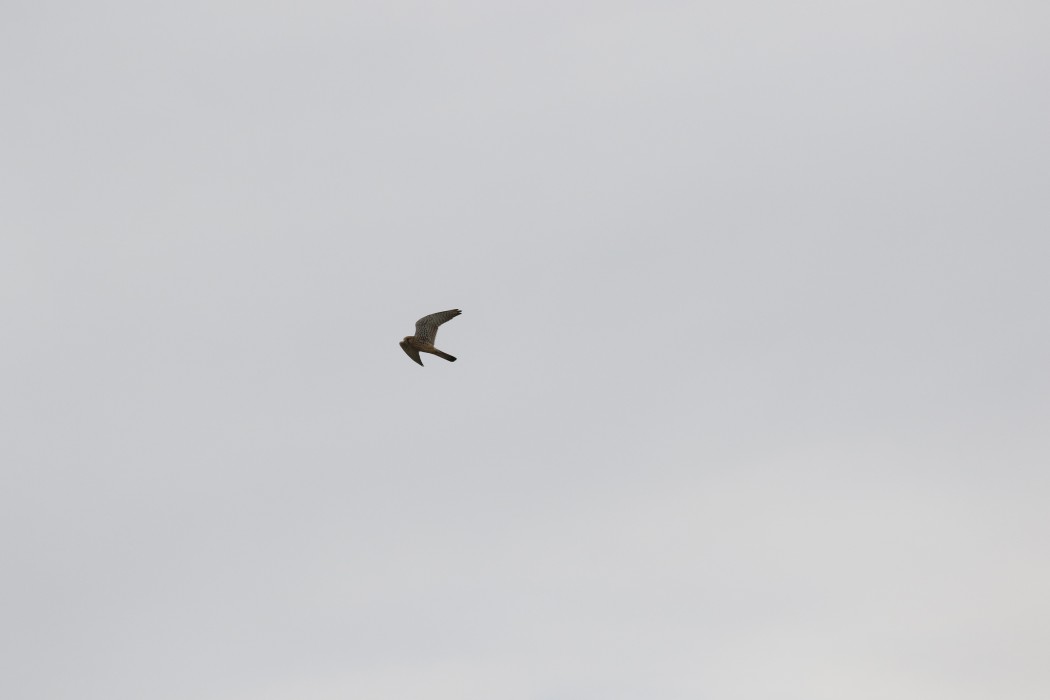 Common Kestrel