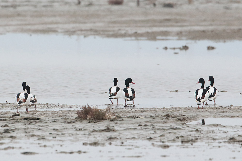 Common Shelduck