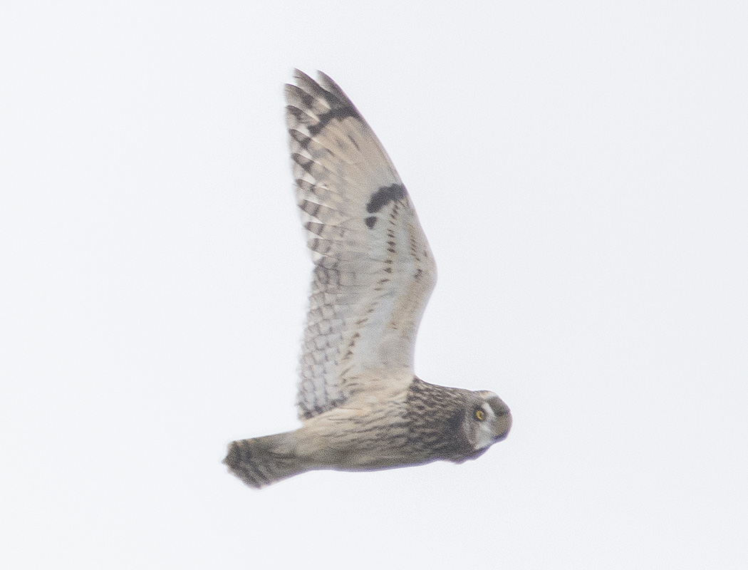 Short-eared Owl