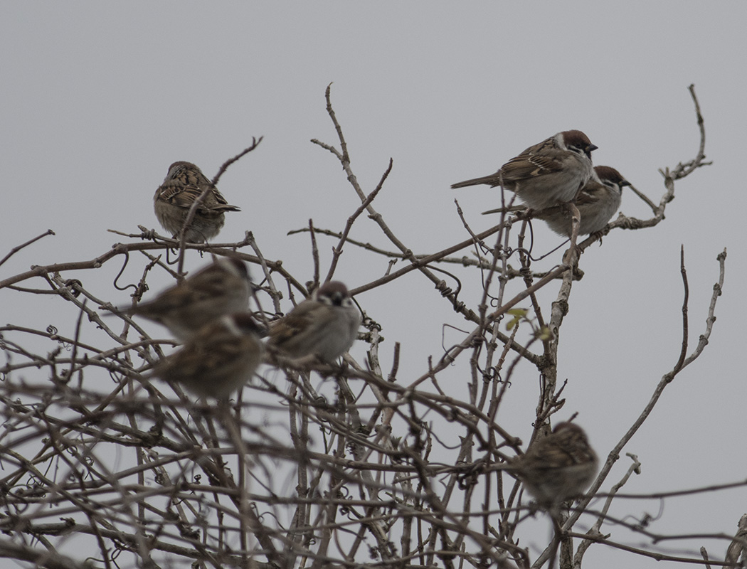 Eurasian Tree Sparrow