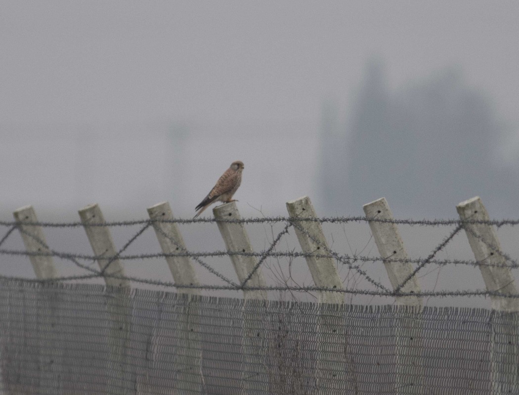 Common Kestrel
