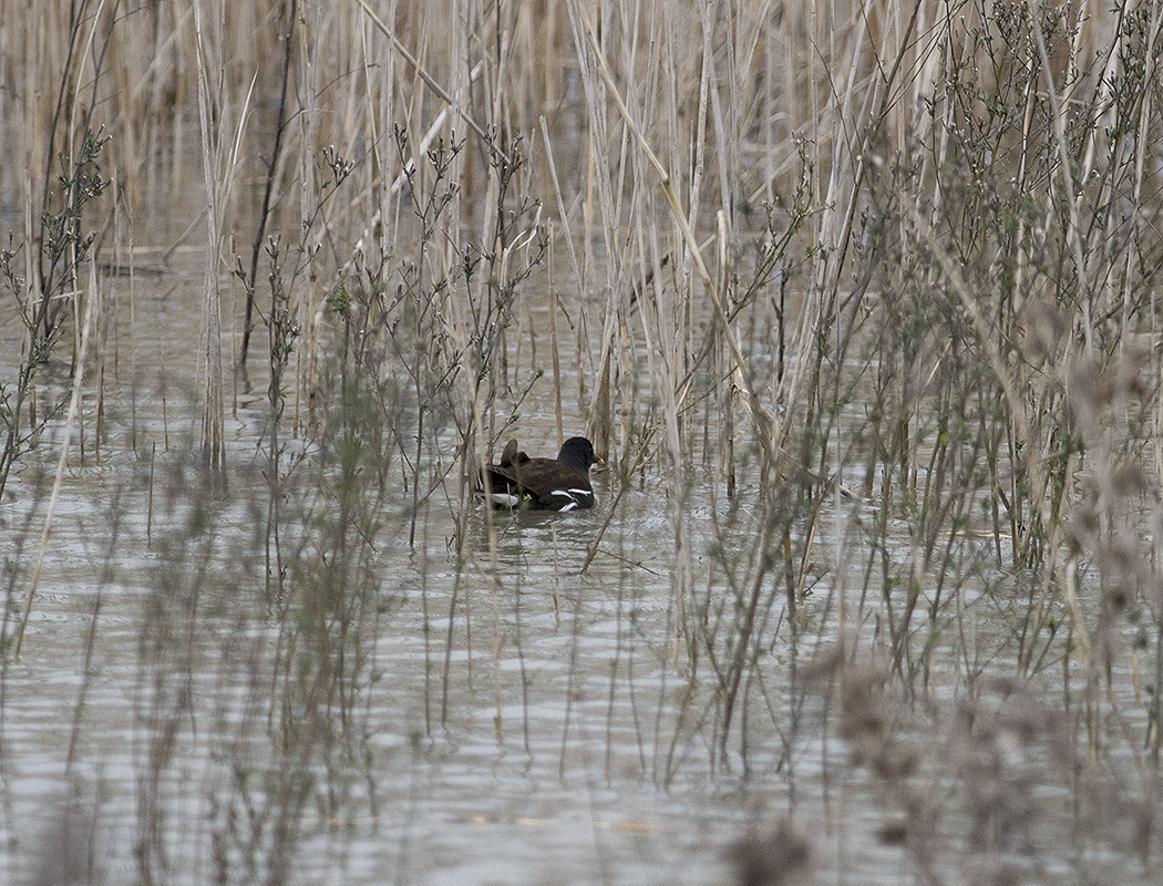 Common Moorhen