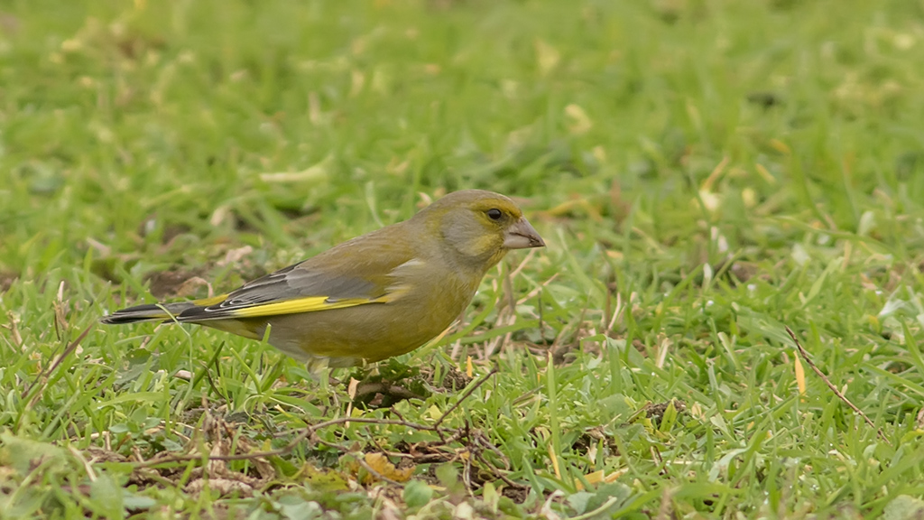 European Greenfinch