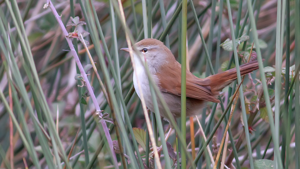 Cetti`s Warbler