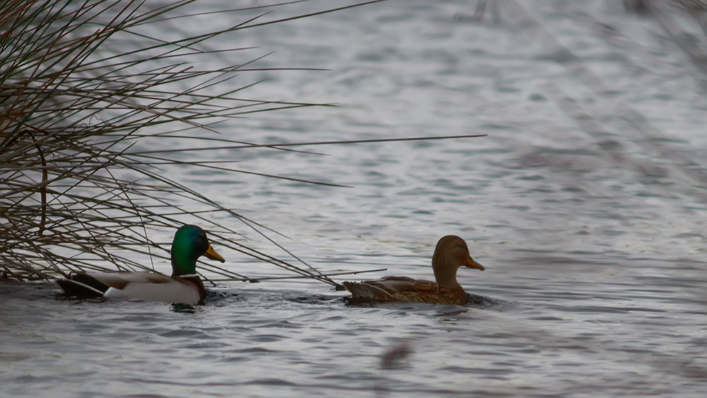Mallard