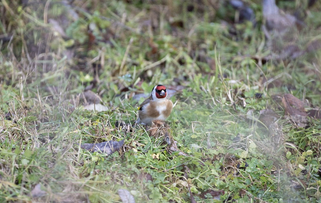 European Goldfinch
