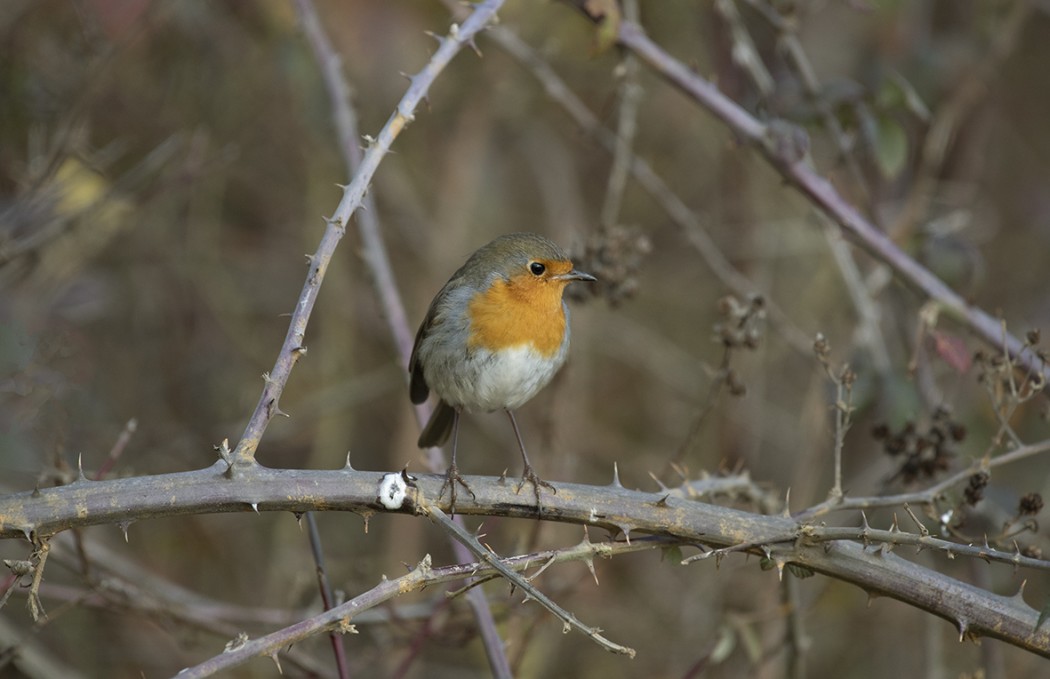 European Robin