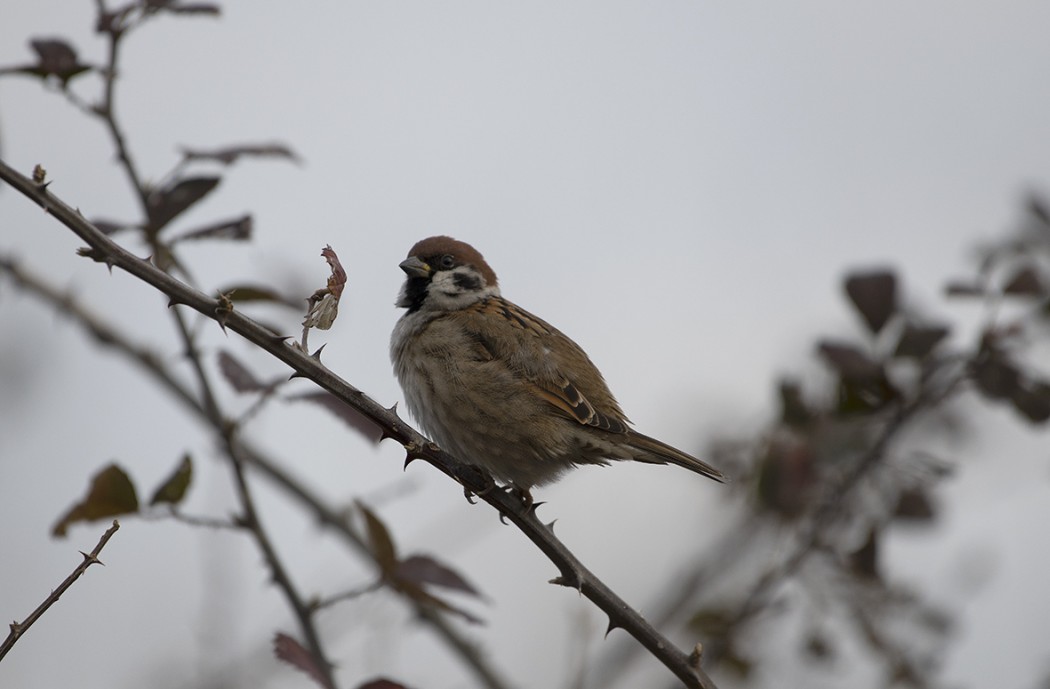 Eurasian Tree Sparrow