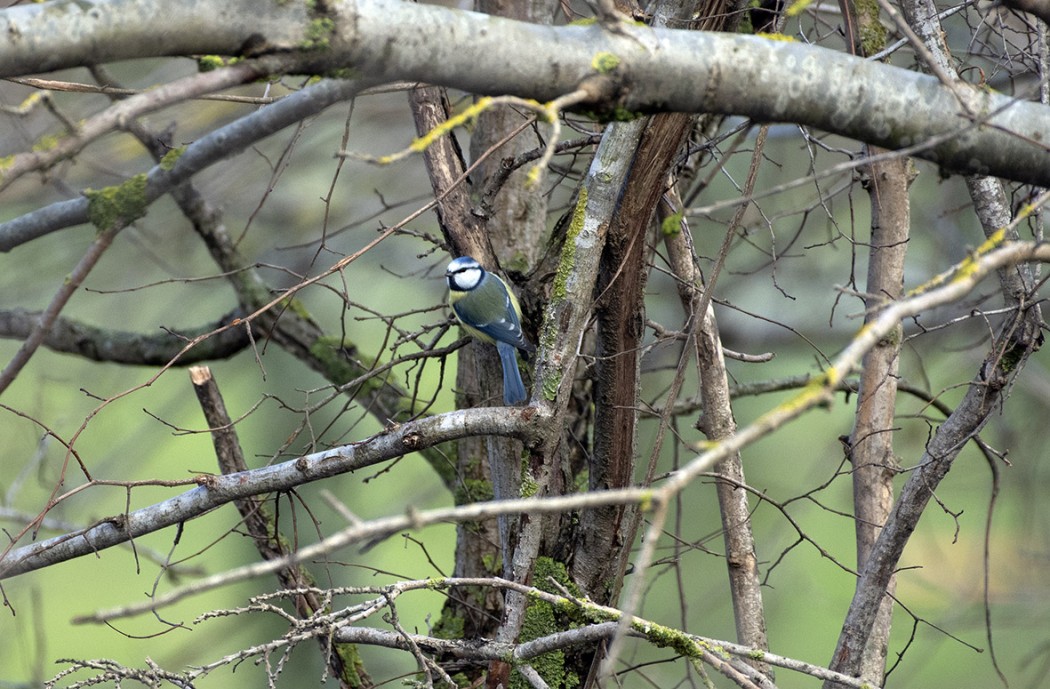 Eurasian Blue Tit