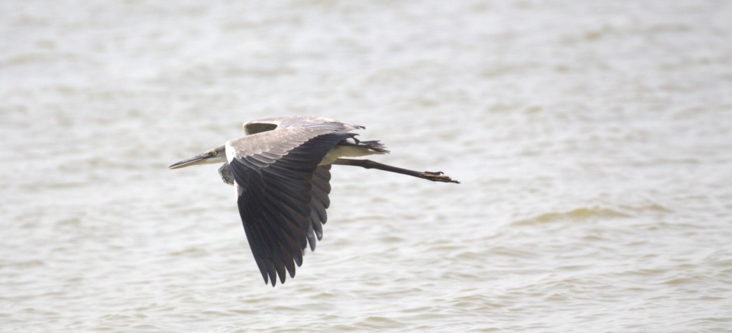 Grey Heron