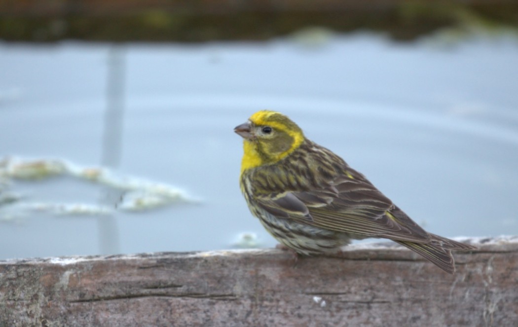 European Serin