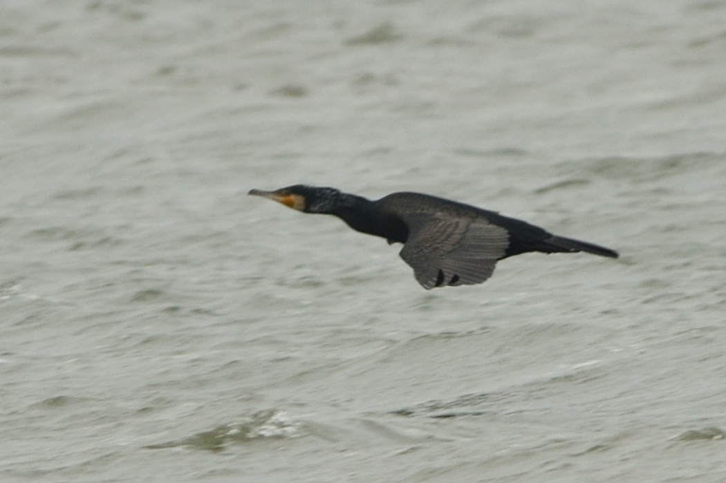 Great Cormorant