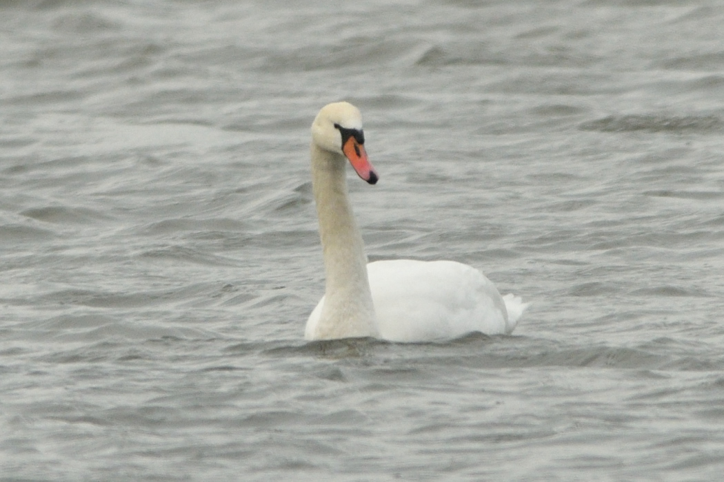 Mute Swan