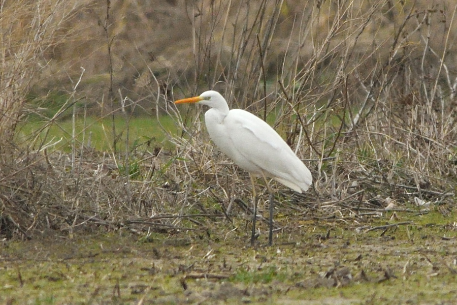Great Egret