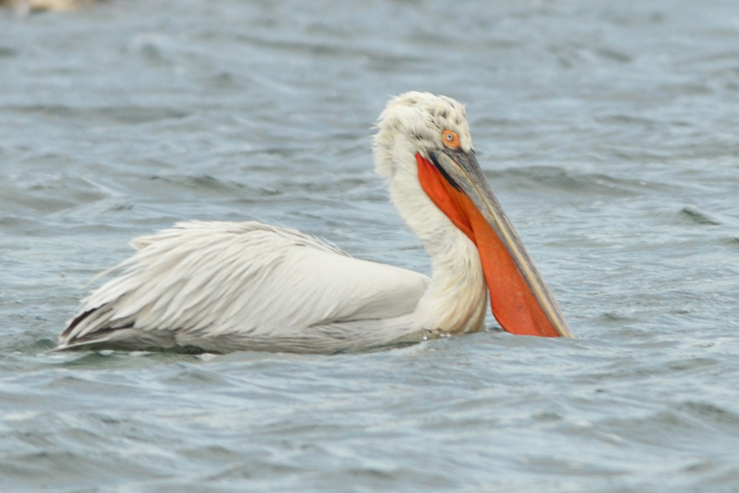 Dalmatian Pelican