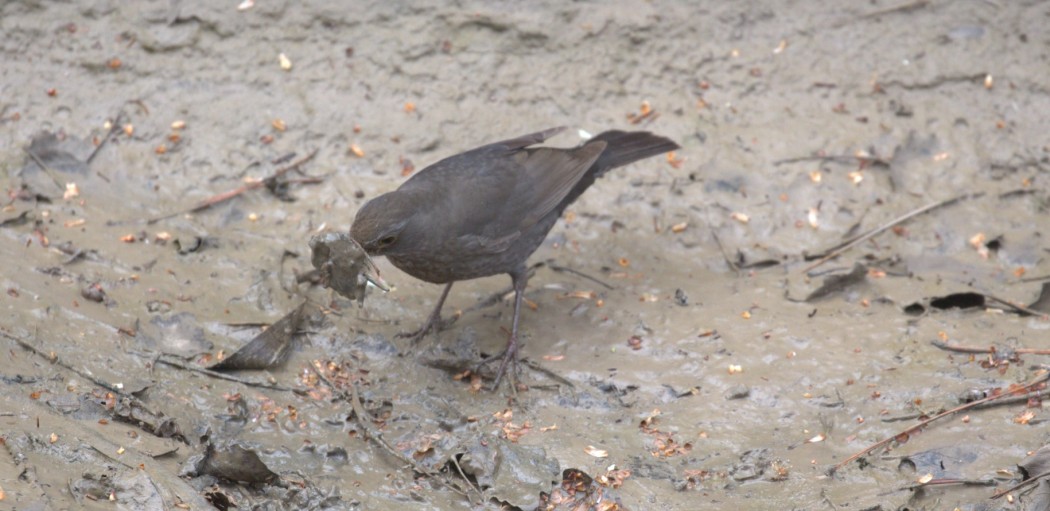 Common Blackbird