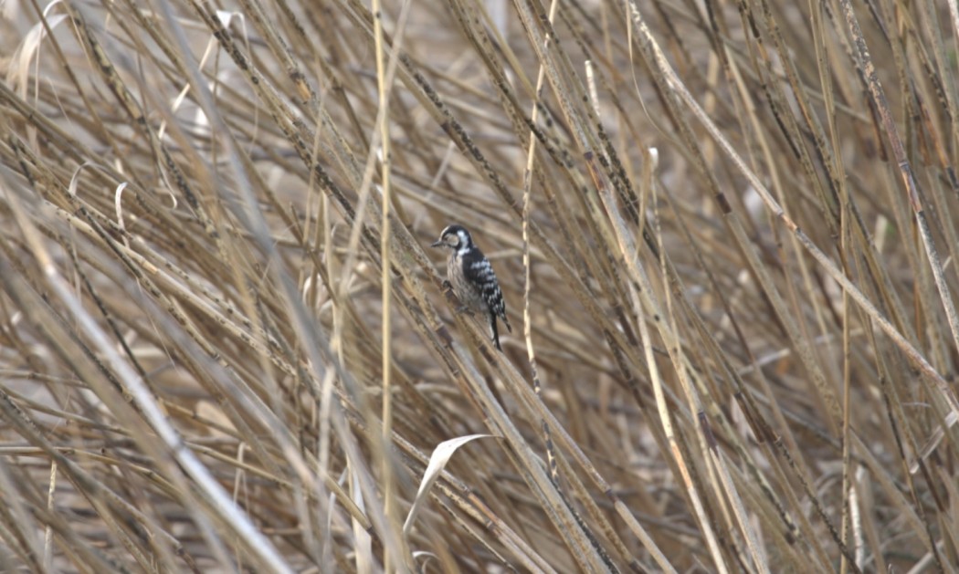 Lesser Spotted Woodpecker