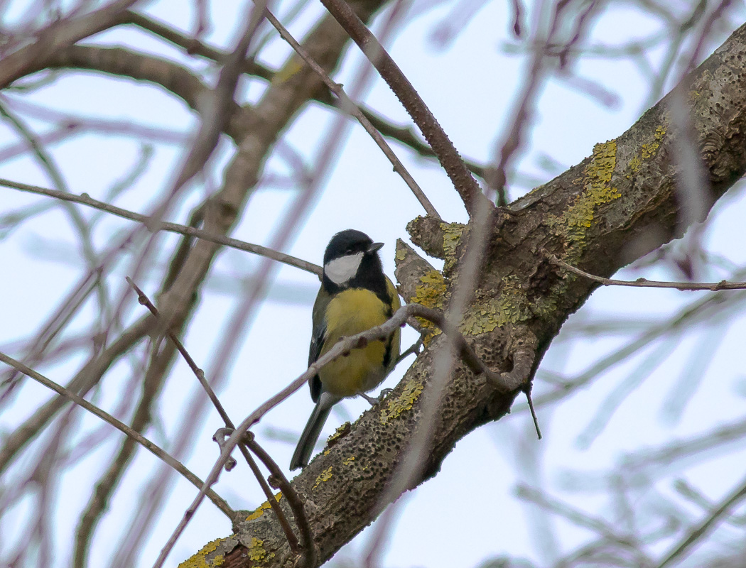 Great Tit