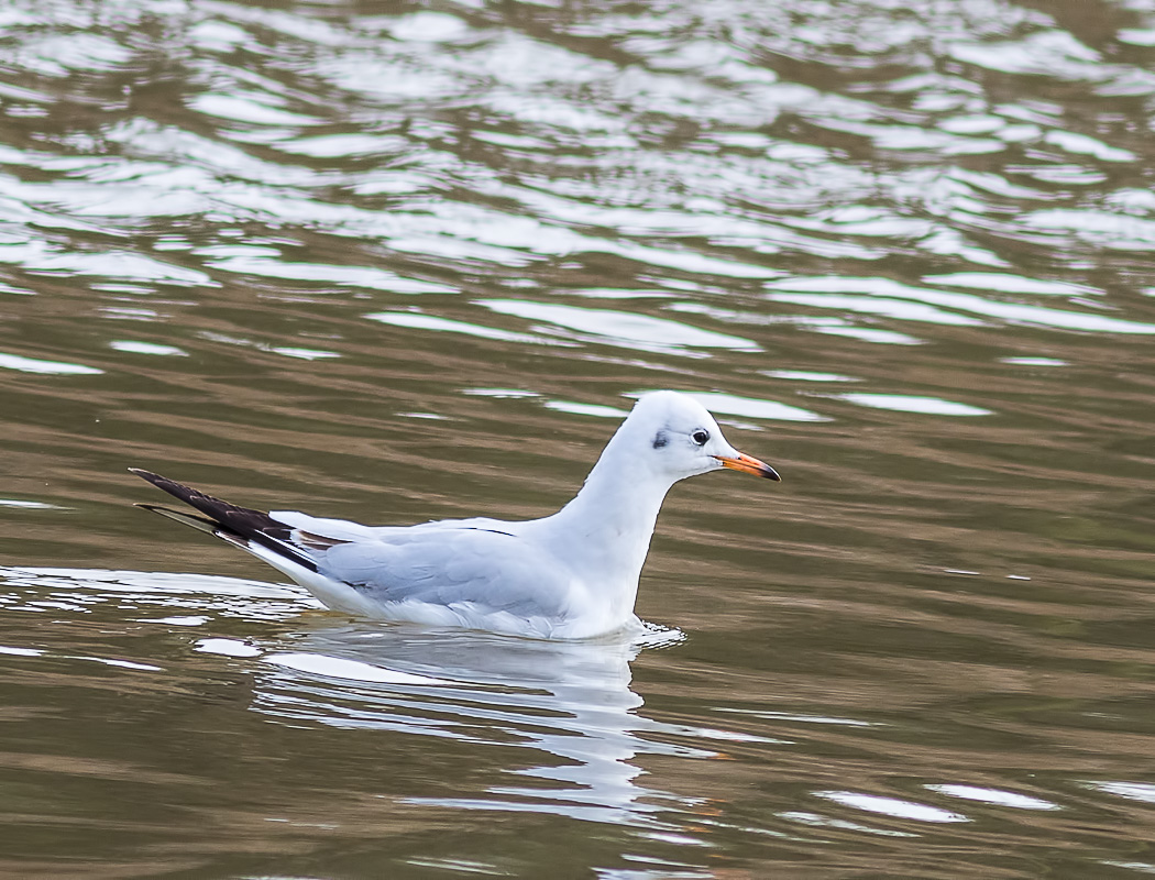 Black-headed Gull