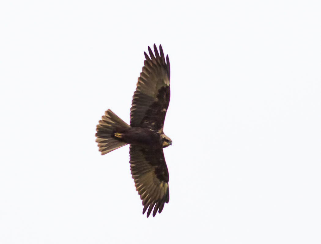 Western Marsh Harrier