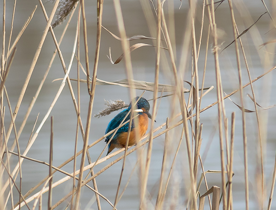 Common Kingfisher