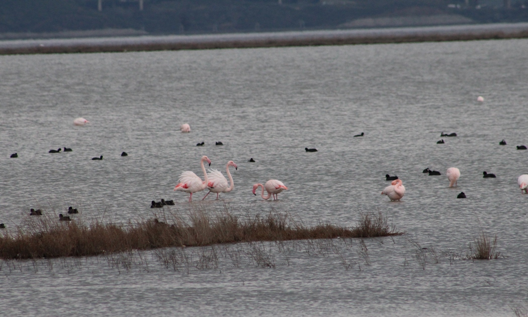 Greater Flamingo