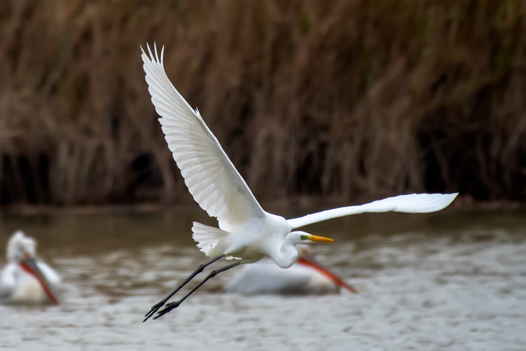 Great Egret