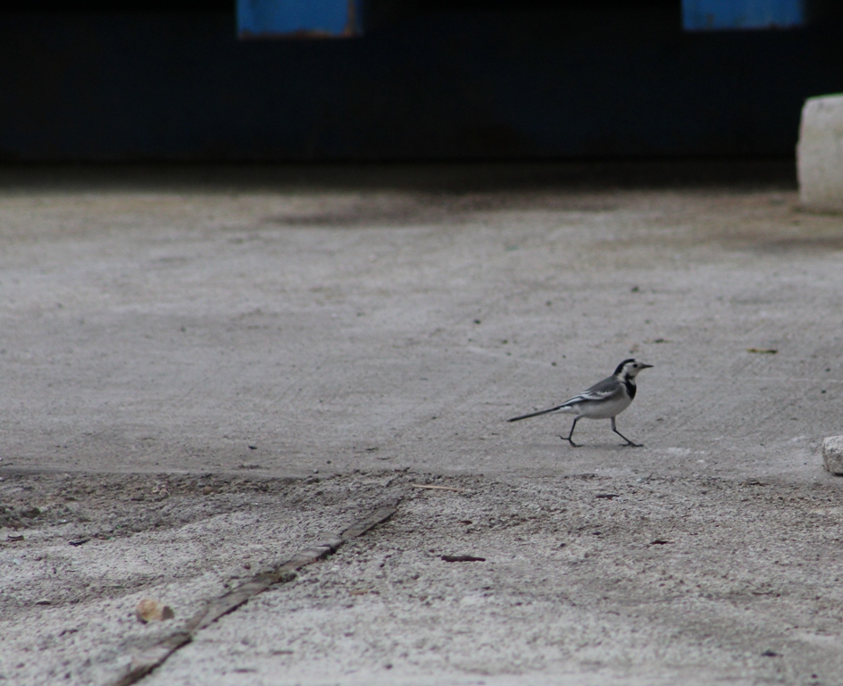 White Wagtail