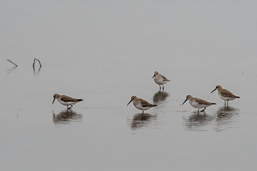 Dunlin