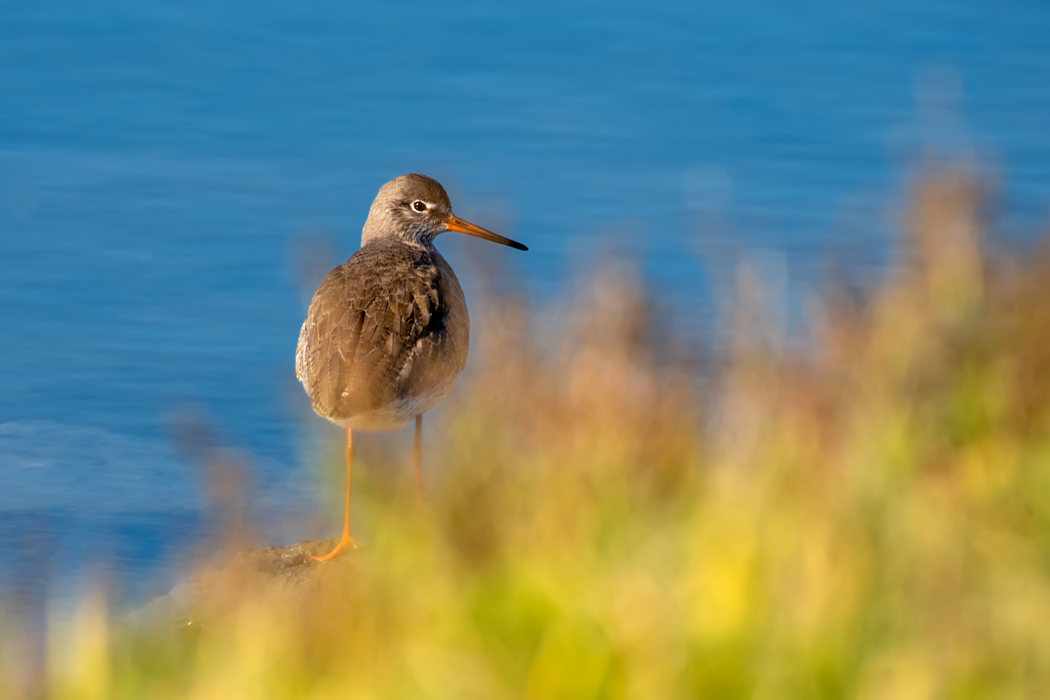 Common Redshank