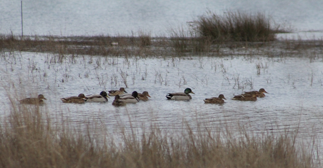 Mallard