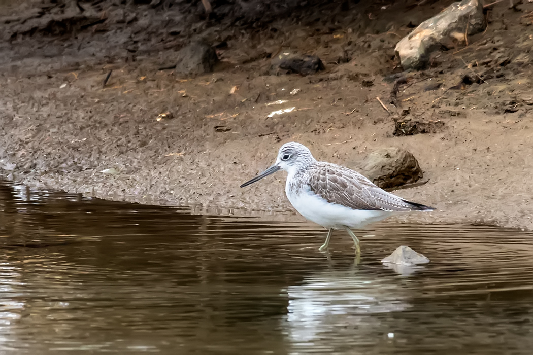 Common Greenshank