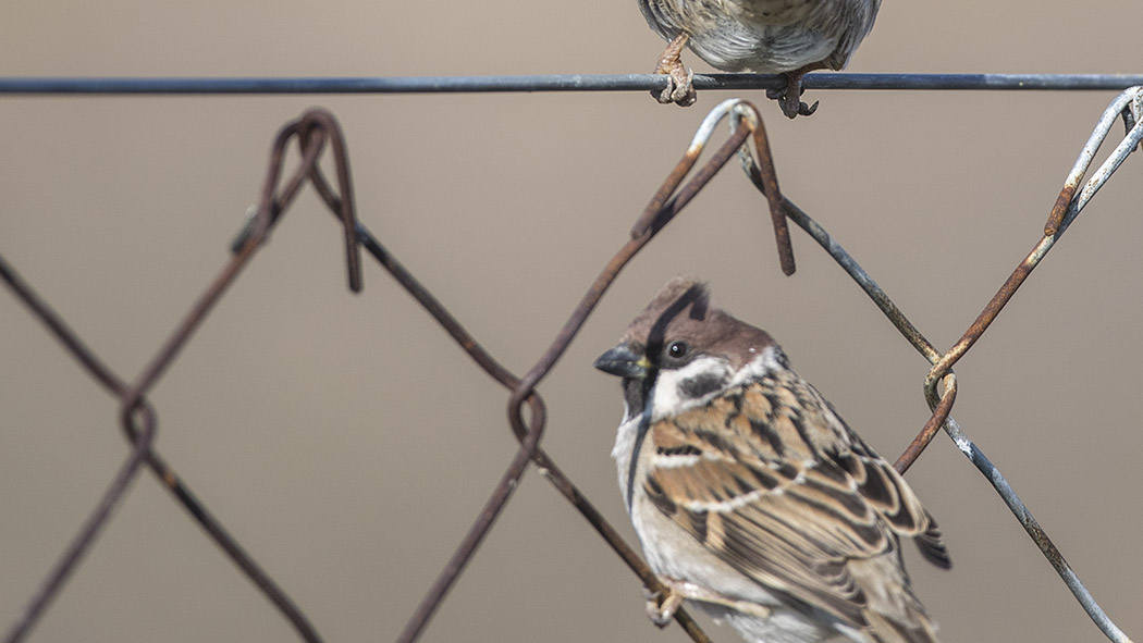 Spanish Sparrow