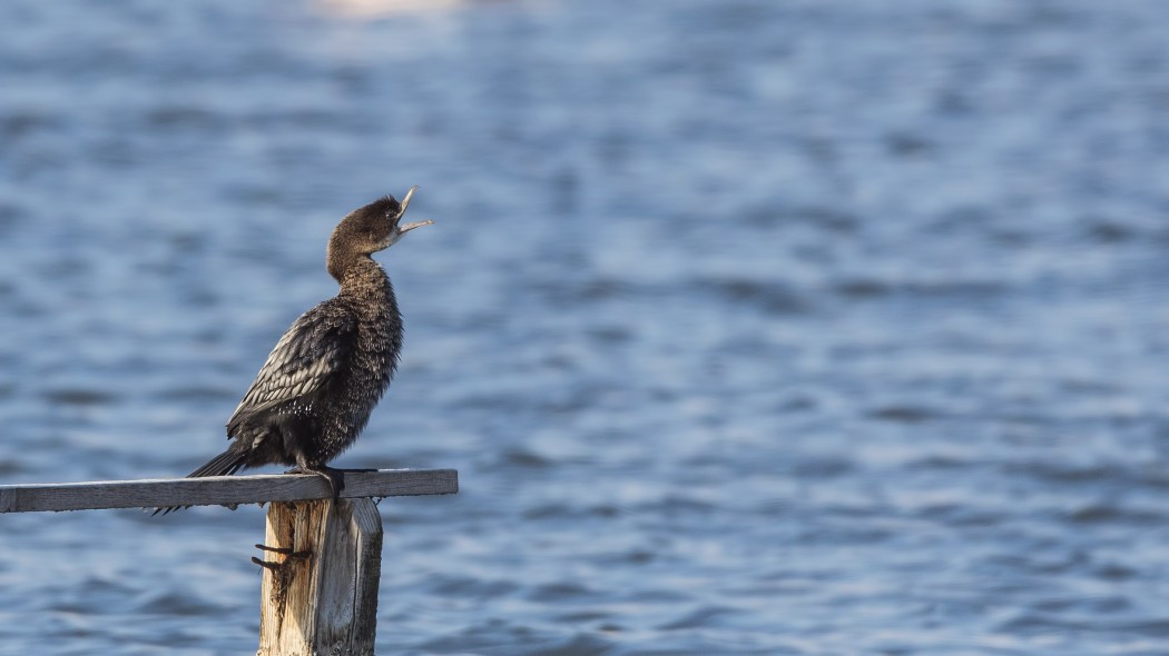 Pygmy Cormorant